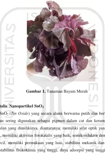 Gambar 1. Tanaman Bayam Merah 