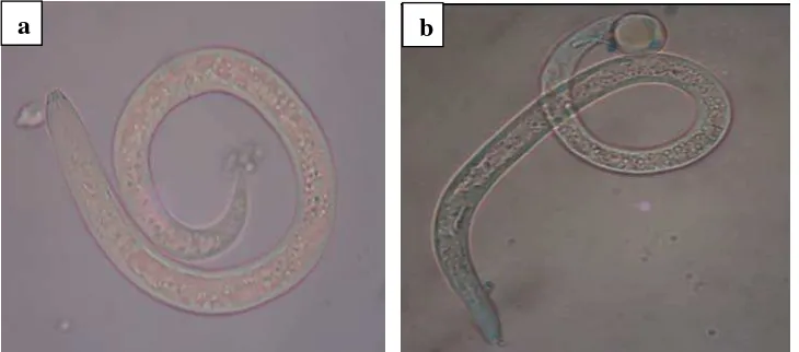 Gambar 2. Fotomikrograf Pratylenchus betina (400 x) (a), Pratylenchus jantan     (400 x) (b)