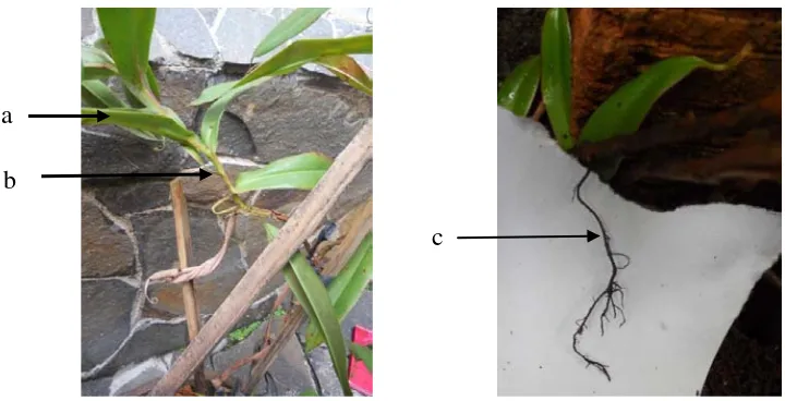 Gambar 2. Bagian tubuh dari kantung Nepenthes (Baiti, 2012) 