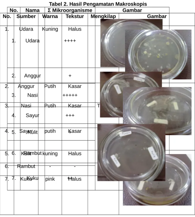Tabel 2. Hasil Pengamatan Makroskopis