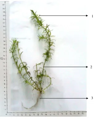 Gambar tumbuhan segar Hydrilla verticillata (L.f.) Royle 