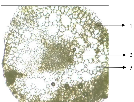 Gambar irisan membujur akar segar Hydrilla verticillata (L.f.) Royle 