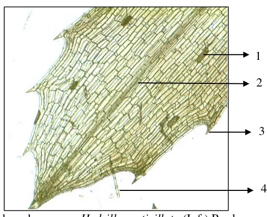 Gambar serbuk simplisia Hydrilla verticillata (L.f.) Royle 