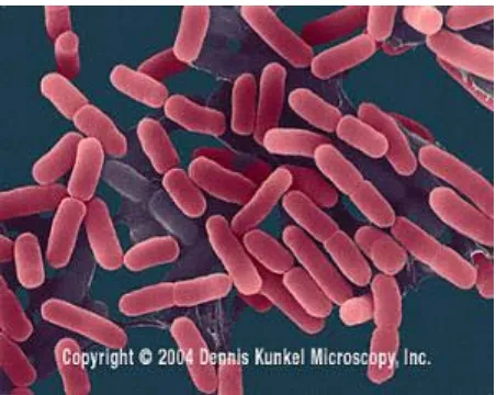 Gambar 2.7. Bakteri Escherchia coli 