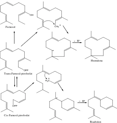 Gambar 2.4. Reaksi biogenetik beberapa seskuiterpen (Achmad, 1986) 