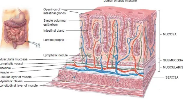 Gambar 2.3 Histologi usus besar 