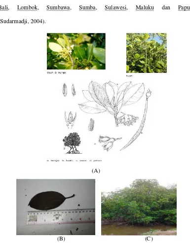 Gambar 1. (A) R. stylosa (B) Daun R. stylosa (C) Pohon R. stylosa 