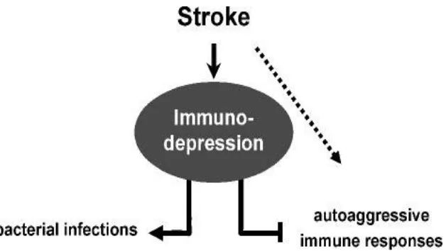 Gambar 3. Hipotesa Terjadinya Immunodepresi Akibat Terjadinya Stroke 