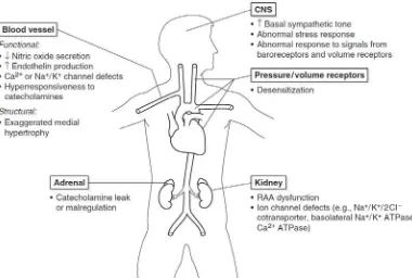 Gambar 2.1. Abnormalitas primer yang potensial pada hipertensi esensial. CNS, sistem saraf pusat; RAA, sistem renin-angiotensin-aldosteron (Lee, Williams & Lilly 2011)
