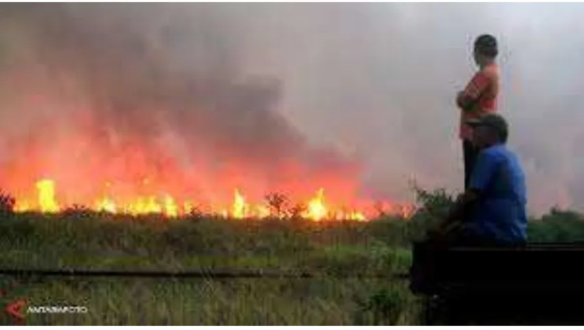 Gambar 1. Kondisi  lahan yang di bakar 