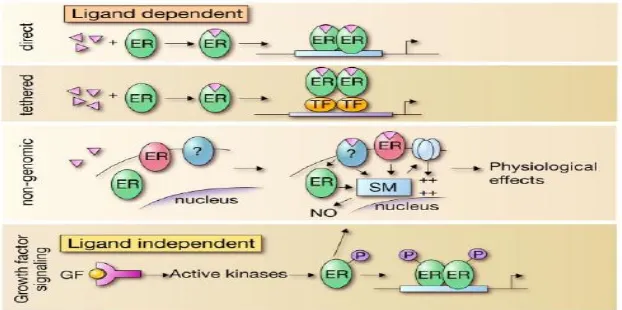 Gambar 2.9 Jalur molekuler mekanisme regulasi aksi ERS (Nilson, 2001). 