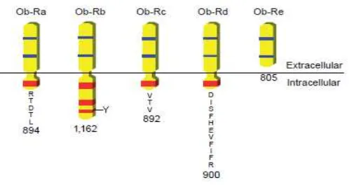 Gambar 2.3. Struktur reseptor leptin (ObR). (Friedman, 1996) 