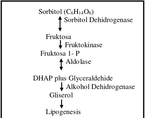 Gambar 5. Skema jalur metabolisme sorbitol 