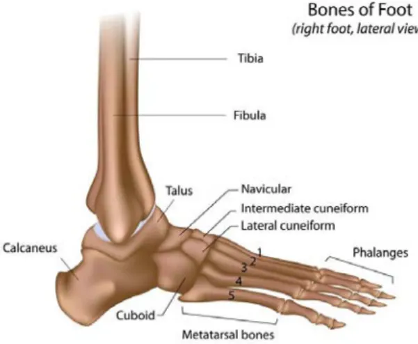 Gambar 10. Tulang Pembentuk Sendi Ankle 