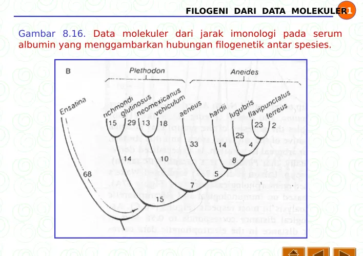 Gambar 8.16. Data molekuler dari jarak imonologi pada serum 