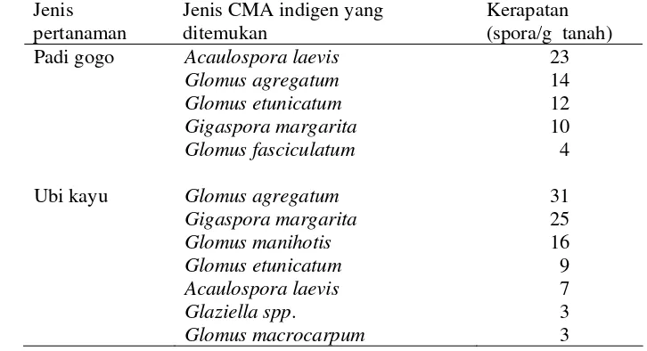 Tabel 1.  Identifikasi FMA indigen tanah podsolik pada lahan pertanaman padi gogo dan ubi kayu (Iriani 2003) 