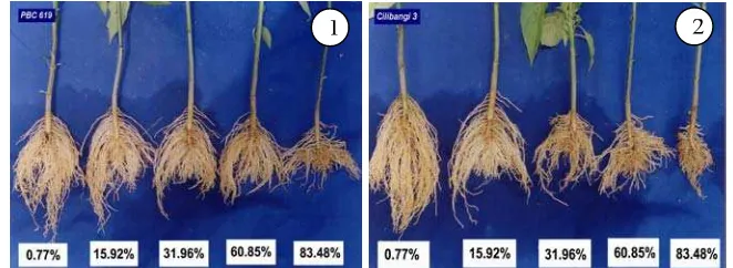 Gambar 5.  Perbedaan panjang akar cabai umur 6 MST antara genotipe PBC 619 (1) dan Cilibangi 3 (2) pada tanah ultisol dengan tingkat kejenuhan Al berturut-turut 0.77%, 15.92%, 31.96%, 60.85% dan 83.48%  
