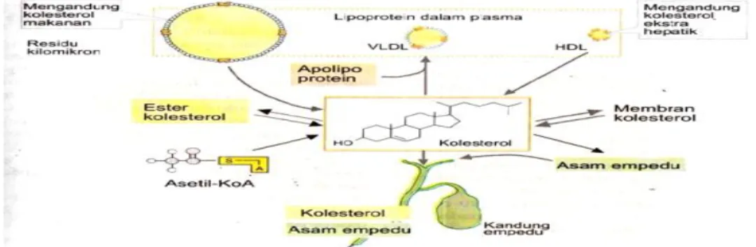 Gambar 2.1 Metabolisme Kolesterol (Riesanti, 2009)  2.3 Dislipidemia 