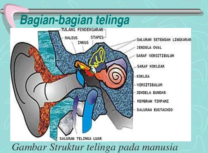 Gambar Struktur telinga pada manusia