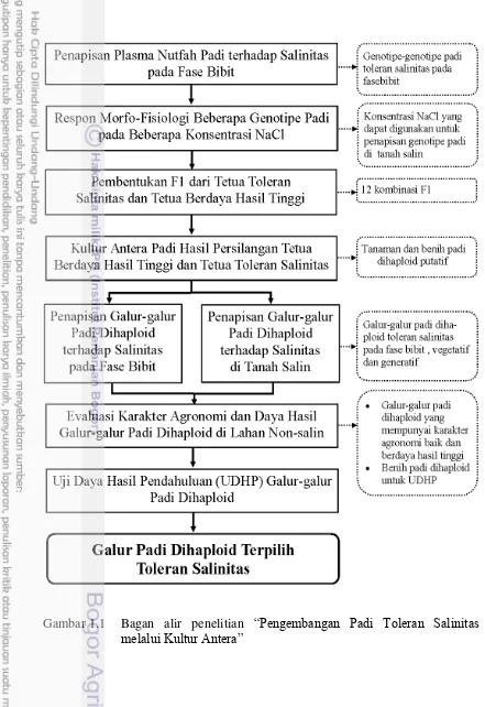 Gambar 1.1    Bagan alir penelitian “Pengembangan Padi Toleran Salinitas 