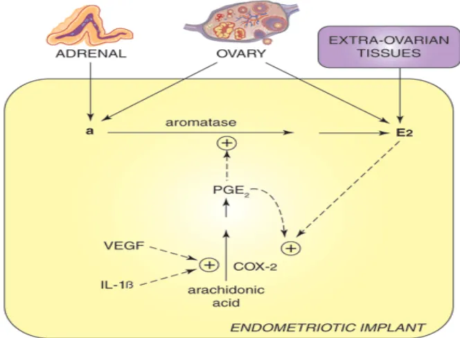 Gambar  1.   Aktivitas aromatase estrogen dan pengaruh prostaglandin E2 1