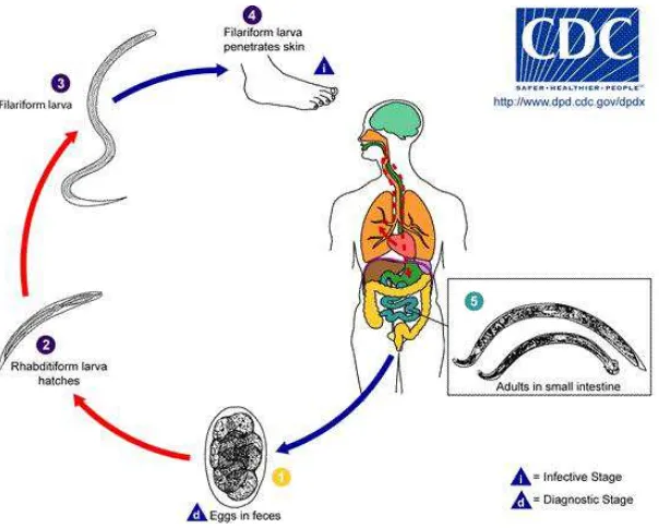 Gambar 2.4. Siklus Hidup Hookworm 