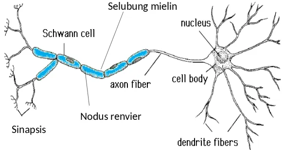 Gambar sel saraf :