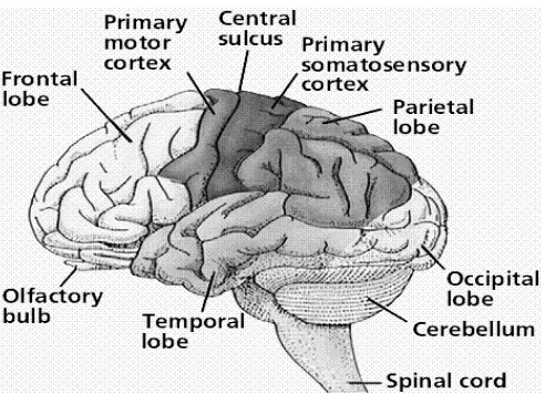 Gambar otak besar dan bagian-bagiannya: