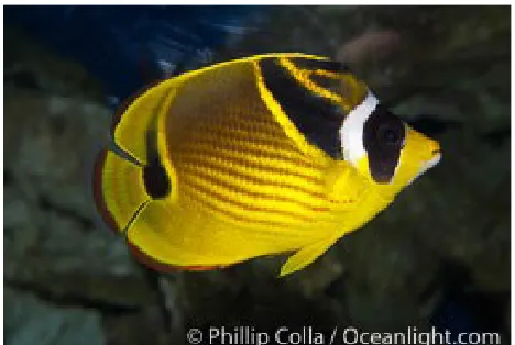 Gambar 2. Echinometra mathaei (en.wikipedia.org)