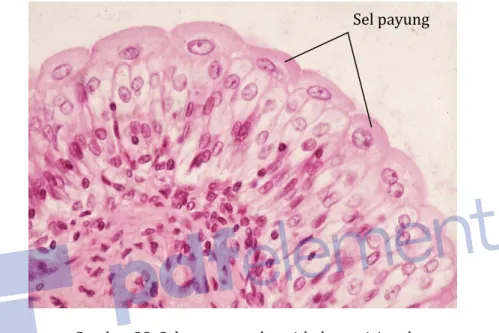 Gambar 23. Sel payung pada epithel transisional 