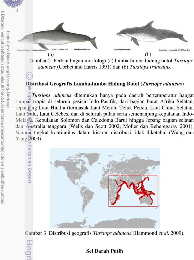 Gambar 2  Perbandingan morfologi (a) lumba-lumba hidung botol Tursiops  aduncus (Corbet and Harris 1991) dan (b) Tursiops truncatus