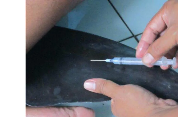 Gambar  4    Pengambilan  darah  lumba-lumba  di  vena  superficialis  di  dorsal  sirip  ekor 