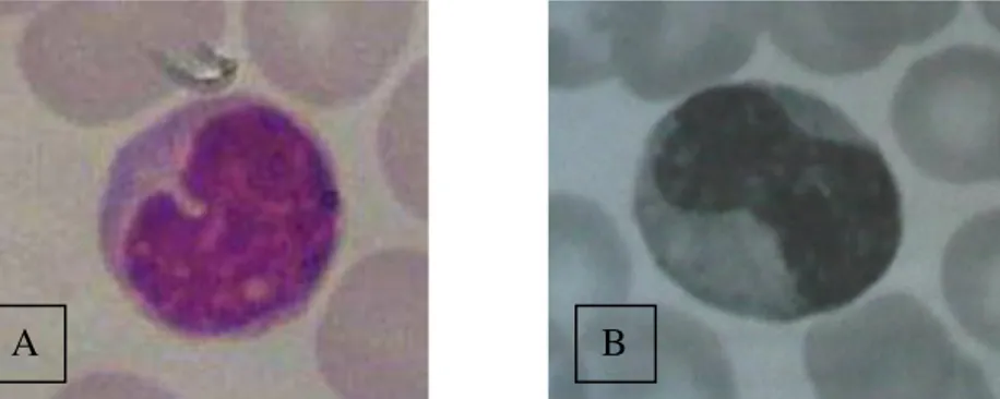 Gambar  9    Morfologi  sel  monosit  (A)  lumba-lumba  dan  sel  monosit  (B)  mencit  dengan pewarnaan Giemsa (Handayani 2008)
