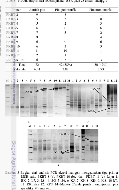Gambar 3 Bagian dari analisis PCR aksesi manggis menggunakan tiga primer ISSR yaitu PKBT-8 (a), PKBT-10 (b),  dan  PKBT 11 (c)