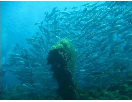 Gambar 3.6Potensi sumberdaya ikan di wilayahCoral Triangle, sumberpenghidupan bagi lebih dari 126 juta penduduk di sekitarnya (Foto:Tulamben, Bali – oleh Andreas Muljadi).