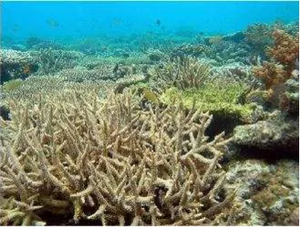 Gambar 3.1Berbagai jenis karang keras (WorkshopdenganConservation Internationalhard-coral life) tersusun dari coral polyp simbionzooxanthellae (Foto: Misool – diambil pada saat Reef Resilience di Raja Ampat: kerjasama pemerintah dengan The Nature Conservancy, dan World Wildlife Fund for Nature)