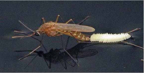 Gambar 1: Nyamuk sedang bertelur 