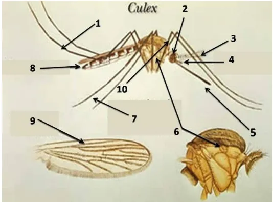 Gambar 1. Nyamuk Culex dewasa (Matsumura, 1985).
