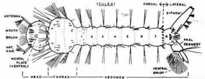 Gambar 5. Larva Nyamuk Culex (perbesaran 40x10) (Matsumura,
