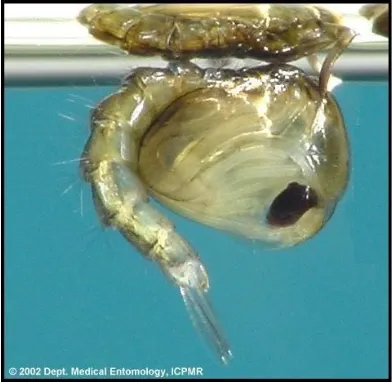 Gambar 6. Pupa nyamuk Culex (perbesaran 40x10) (Matsumura, 1985).