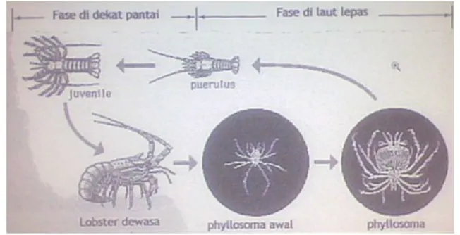 Gambar 2.4  siklus hidup lobster