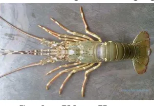 Gambar Udang kipas   
