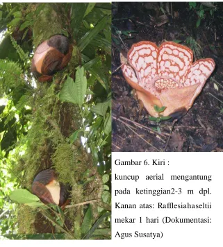 Gambar 6. Kiri : 