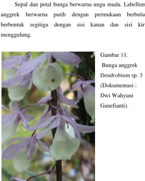 Gambar 11.  Bunga anggrek 