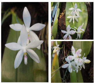 Gambar 15. Anggrek Phalaenopsis tetraspis 