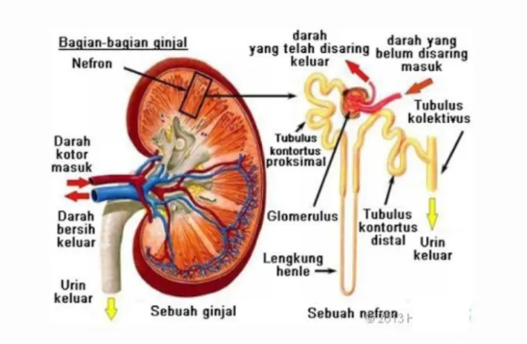 Gambar 2. 3 Organ Ekskresi pada Ginjal  https://blog.kitabisa.com 