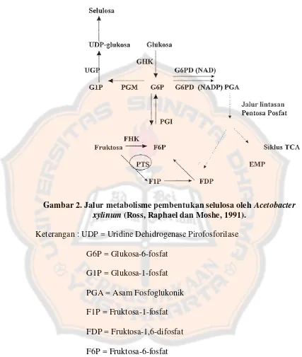 Gambar 2. Jalur metabolisme pembentukan selulosa oleh Acetobacter 