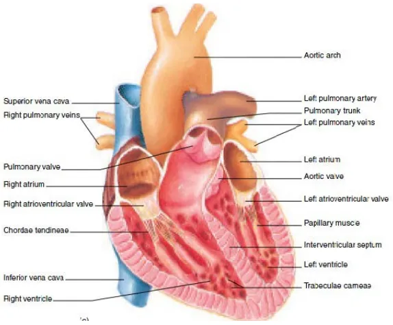 Gambar 2.3. Struktur Jantung (Graaff, 2001) 