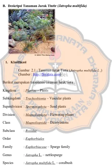 Gambar  2.1 : Tanaman Jarak Tintir (Jatropha multifida L .) (Sumber : http://floridata.com)   