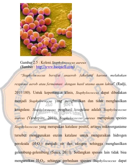 Gambar 2.5 : Koloni Staphylococcus aureus (Sumber : http://www.bioquell.com) 
